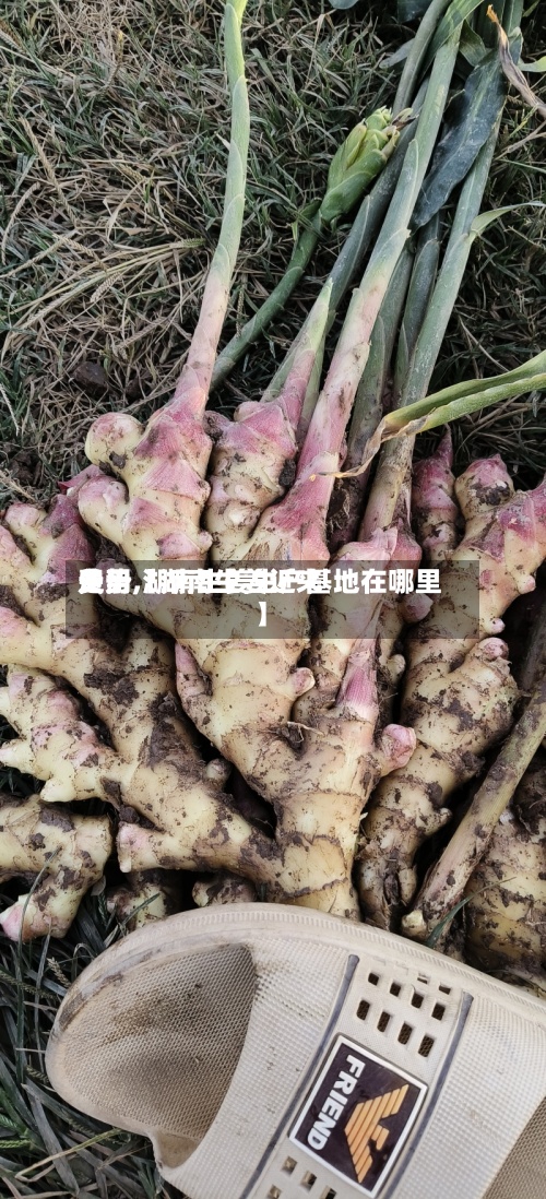 关于【湖南生姜近来费用走势,湖南生姜生产基地在哪里】