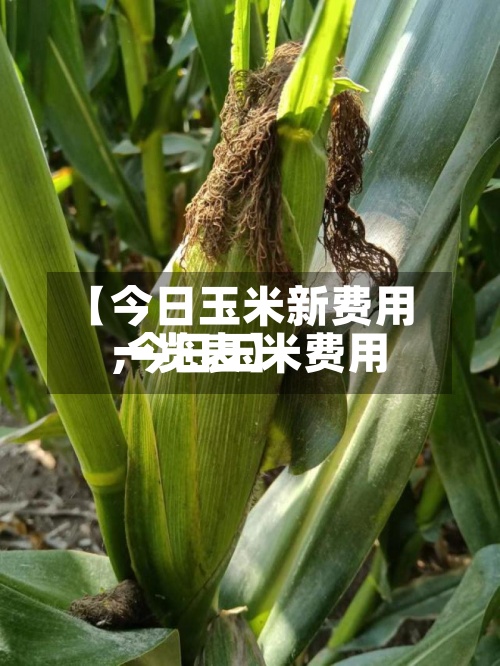 【今日玉米新费用,今日玉米费用一览表】-第2张图片