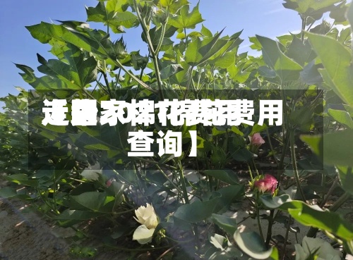 近来【国家棉花费用走势2021棉花费用查询】