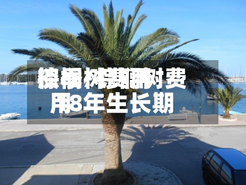 棕榈树费用淡季/棕榈树费用 18年生长期-第2张图片
