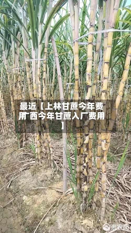 最近【上林甘蔗今年费用,广西今年甘蔗入厂费用】-第2张图片