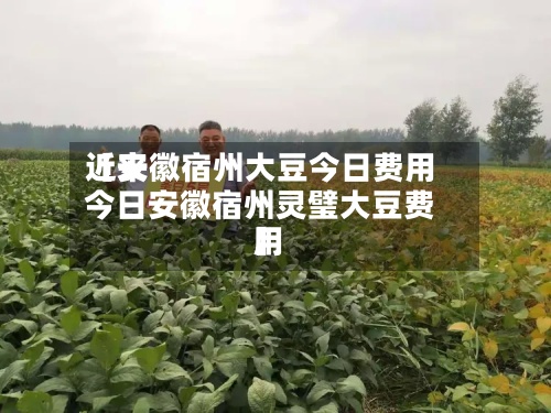 近来【安徽宿州大豆今日费用今日安徽宿州灵璧大豆费用】-第3张图片