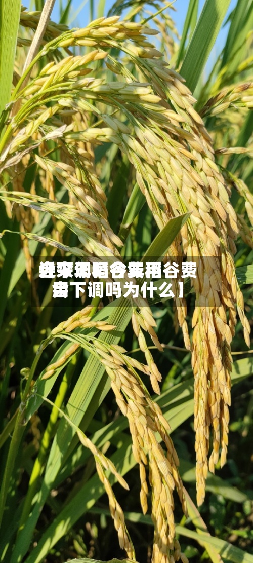 近来【今年稻谷费用会下调吗今年稻谷费用会下调吗为什么】-第3张图片