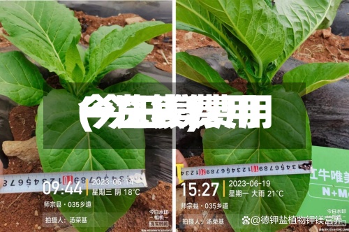今日镁费用(今日镁费用一览表)-第3张图片