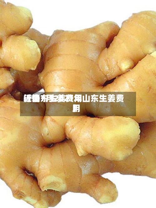 近来【山东生姜费用行情7月2021年山东生姜费用】-第2张图片