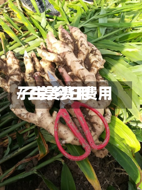 子生姜费用/子姜今日费用