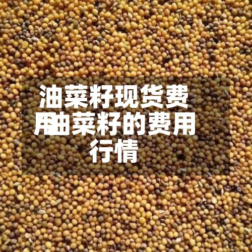 油菜籽现货费用/油菜籽的费用行情