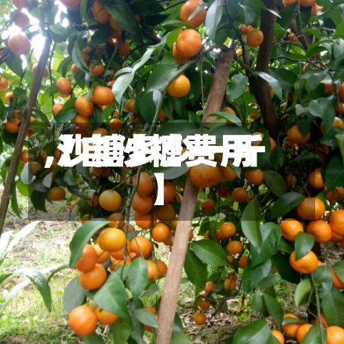 【自沙糖费用,沙糖多少一斤】