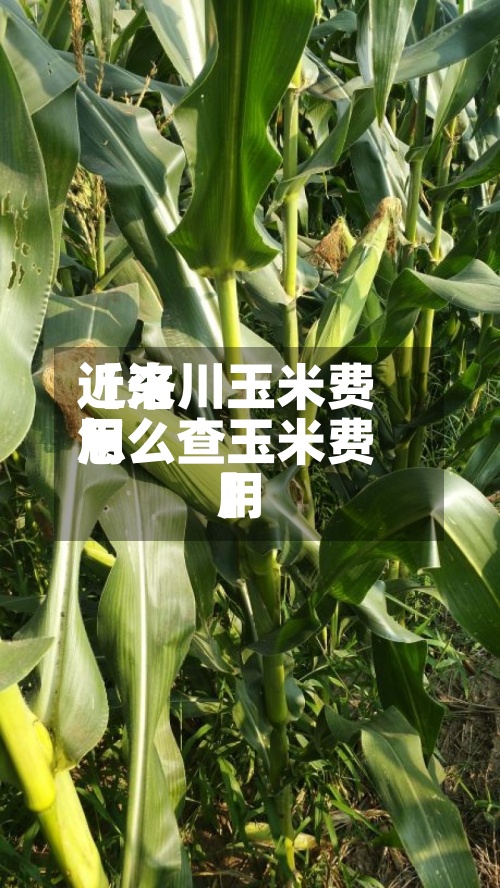 近来【洛川玉米费用怎么查玉米费用】
