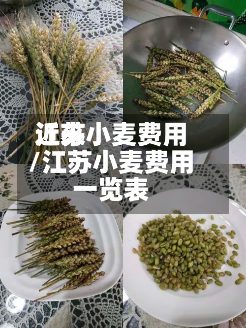 近来江苏小麦费用/江苏小麦费用一览表