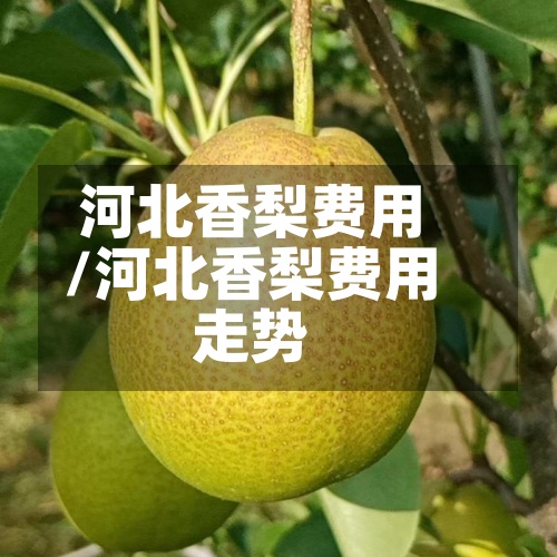 河北香梨费用/河北香梨费用走势