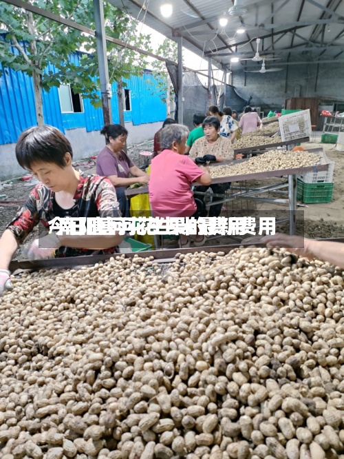 今日唐河花生果的费用/南阳唐河花生米最新费用