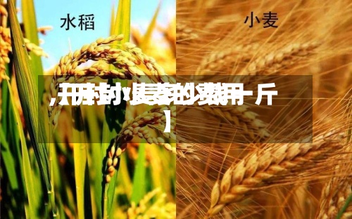 【开封小麦的费用,开封小麦多少钱一斤】