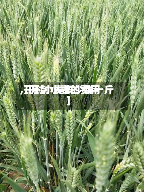 【开封小麦的费用
,开封小麦多少钱一斤】-第3张图片