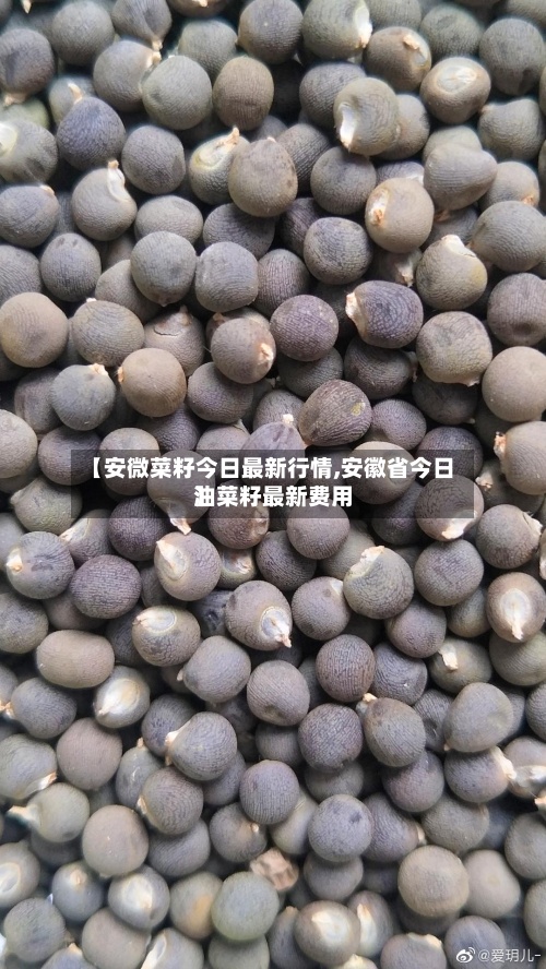 【安微菜籽今日最新行情,安徽省今日油菜籽最新费用】