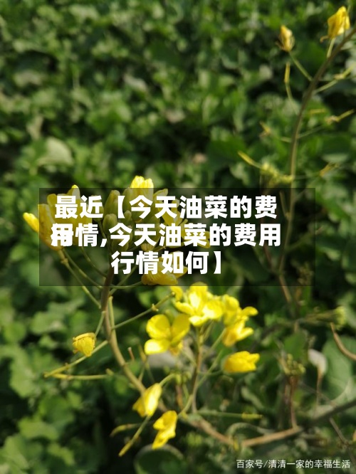 最近【今天油菜的费用行情,今天油菜的费用行情如何】