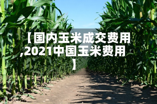 【国内玉米成交费用,2021中国玉米费用】-第2张图片