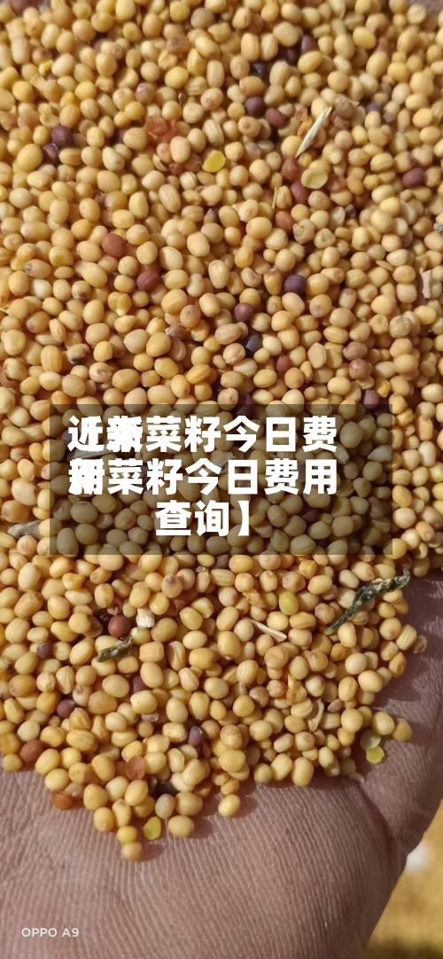 近来【新菜籽今日费用新菜籽今日费用查询】