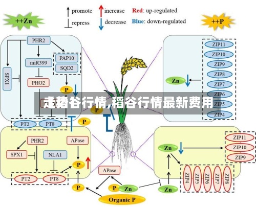 【稻谷行情,稻谷行情最新费用走势】-第3张图片