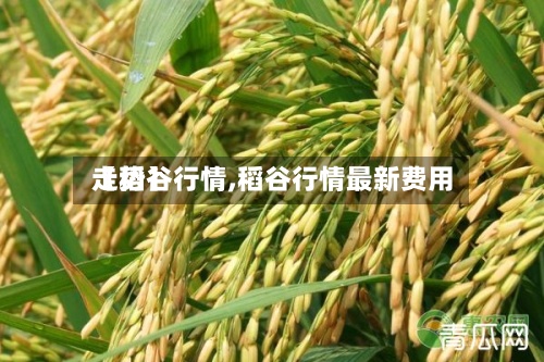 【稻谷行情,稻谷行情最新费用走势】-第2张图片