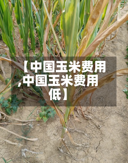 【中国玉米费用,中国玉米费用低】