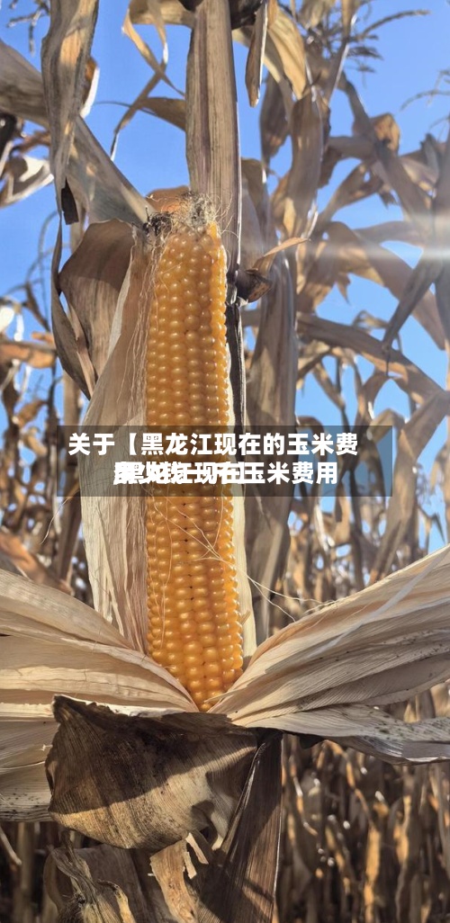 关于【黑龙江现在的玉米费用,黑龙江现在玉米费用多少钱一斤】-第2张图片