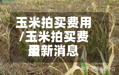 玉米拍买费用/玉米拍买费用最新消息-第3张图片