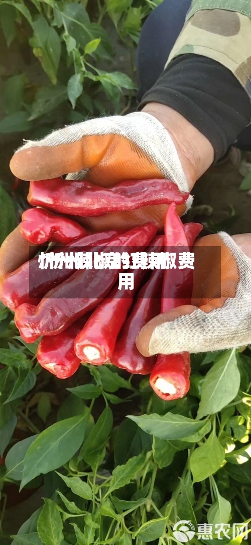 忻州辣椒的费用/忻州北京红辣椒费用-第3张图片