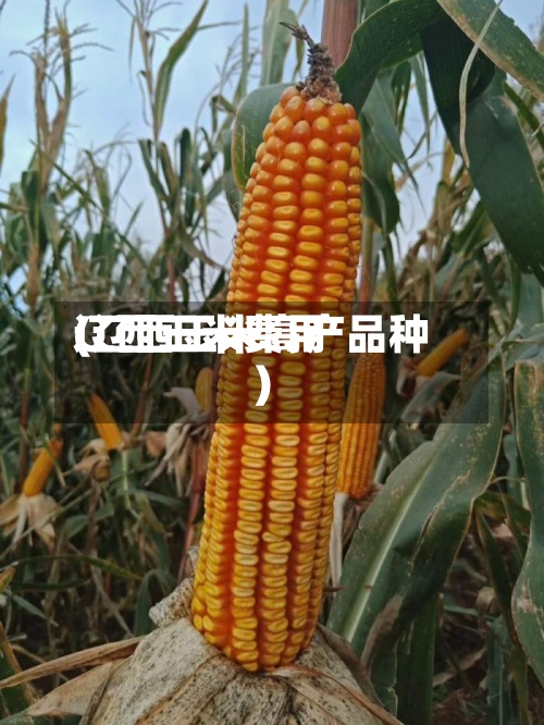 辽西玉米费用(辽西玉米高产品种)