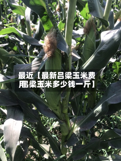 最近【最新吕梁玉米费用,吕梁玉米多少钱一斤】-第2张图片