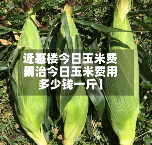近来【石楼今日玉米费用长治今日玉米费用多少钱一斤】