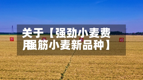 关于【强劲小麦费用,强筋小麦新品种】-第2张图片