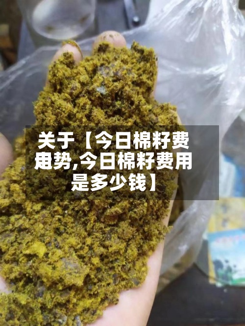 关于【今日棉籽费用走势,今日棉籽费用是多少钱】