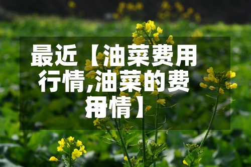 最近【油菜费用行情,油菜的费用行情】