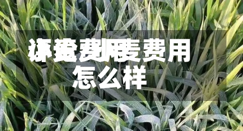 小麦费用评论/小麦费用怎么样-第2张图片