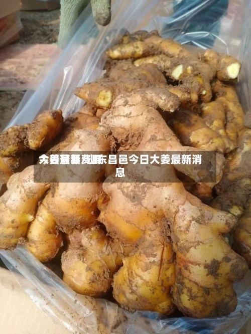 大姜最新费用今日莒县/山东昌邑今日大姜最新消息-第3张图片