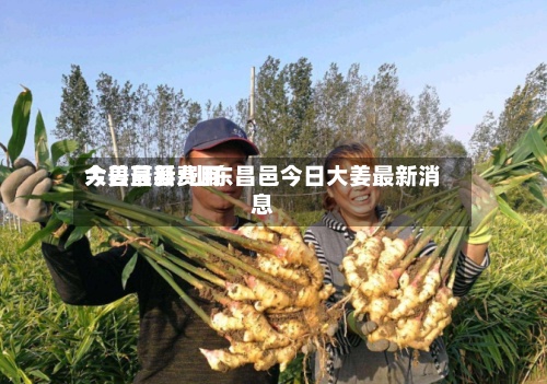 大姜最新费用今日莒县/山东昌邑今日大姜最新消息-第2张图片
