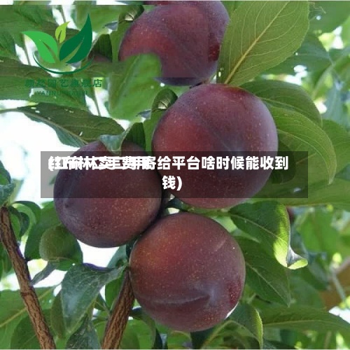 红布林二手费用(红布林卖二手寄给平台啥时候能收到钱)-第2张图片