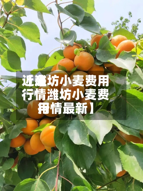 近来【潍坊小麦费用行情潍坊小麦费用行情最新】