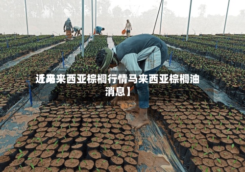近来【马来西亚棕榈行情马来西亚棕榈油消息】