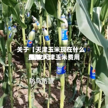 关于【天津玉米现在什么费用,现在天津玉米费用是多少】