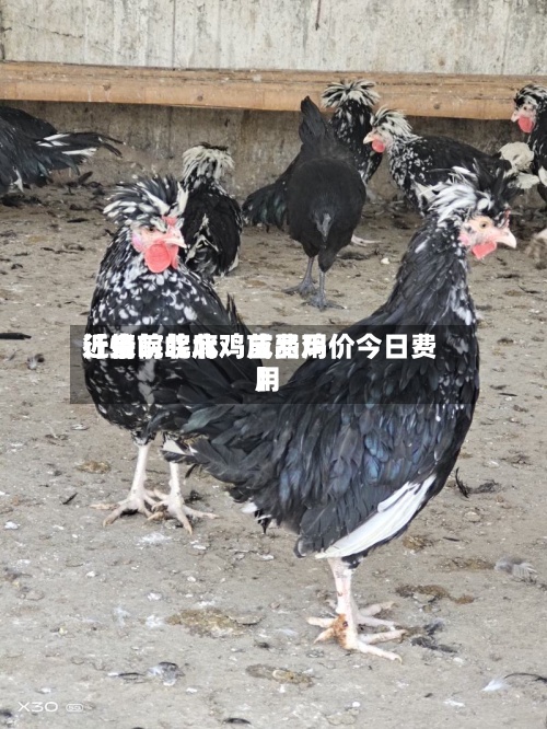 近来【当前皖北鸡苗费用行情皖北麻鸡成品鸡价今日费用】-第2张图片