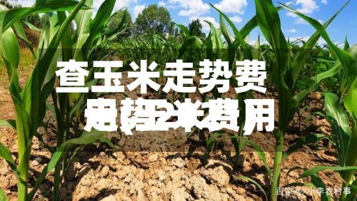 查玉米走势费用一(玉米费用走势2021)