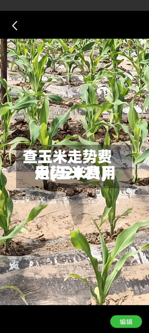 查玉米走势费用一(玉米费用走势2021)-第2张图片