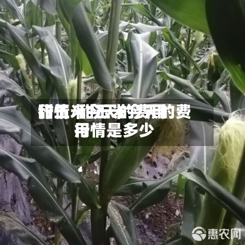 甜玉米今天的费用行情/甜玉米今天的费用行情是多少