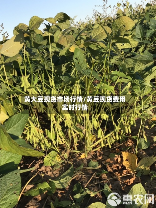 黄大豆现货市场行情/黄豆现货费用实时行情-第2张图片