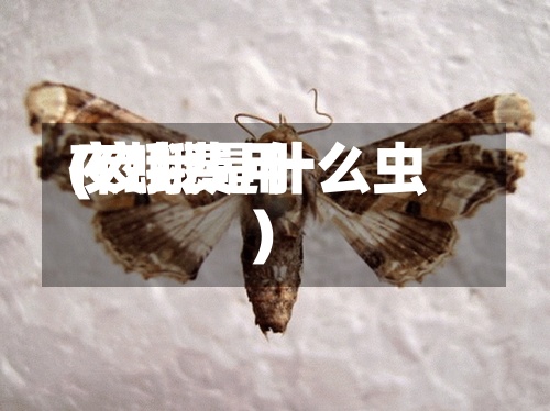 夜蛾费用(夜蛾是什么虫)-第2张图片