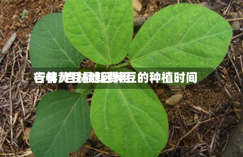 吉林黄豆最新费用行情/吉林地区黄豆的种植时间-第3张图片