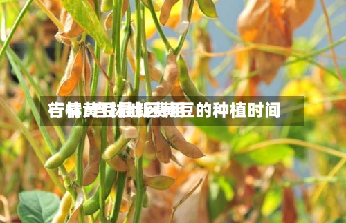 吉林黄豆最新费用行情/吉林地区黄豆的种植时间-第2张图片