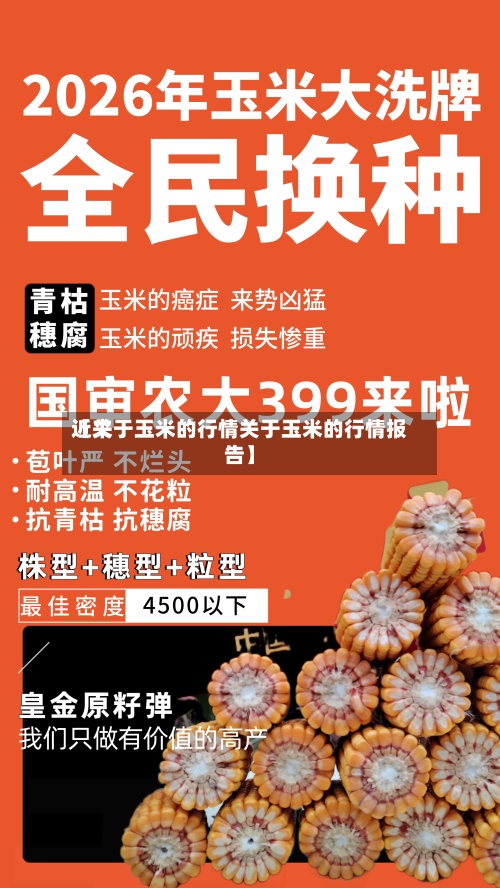 近来【关于玉米的行情关于玉米的行情报告】-第2张图片